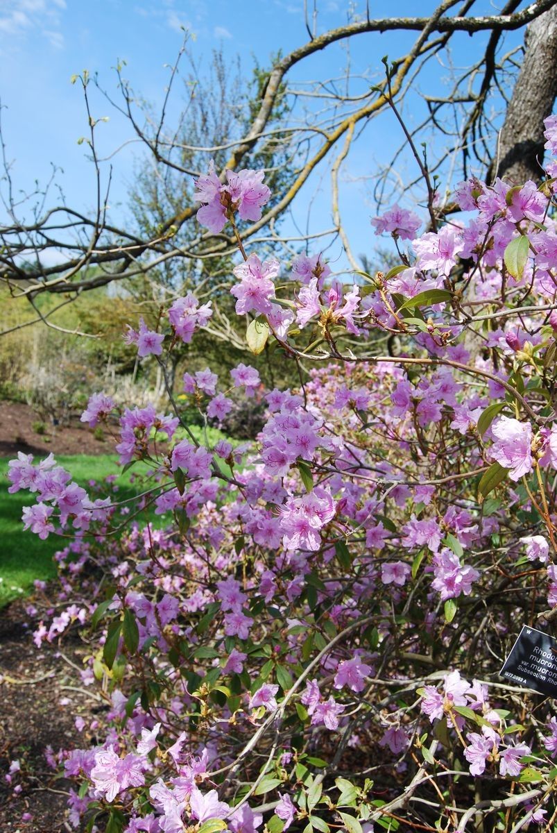 Taken May 8, 2013 by Royal Botanic Garden Edinburgh - Robyn Drinkwater (cc-by-nc)