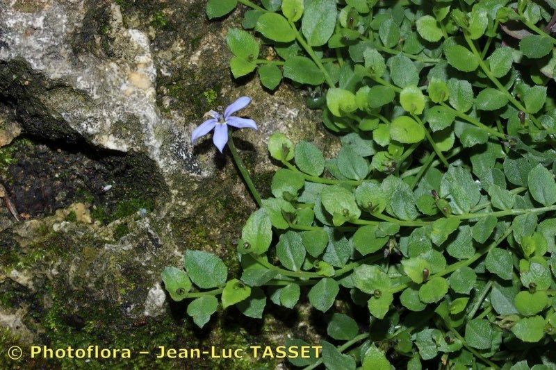 Taken Aug 15, 2016 by Photoflora - Jean-Luc TASSET (©)