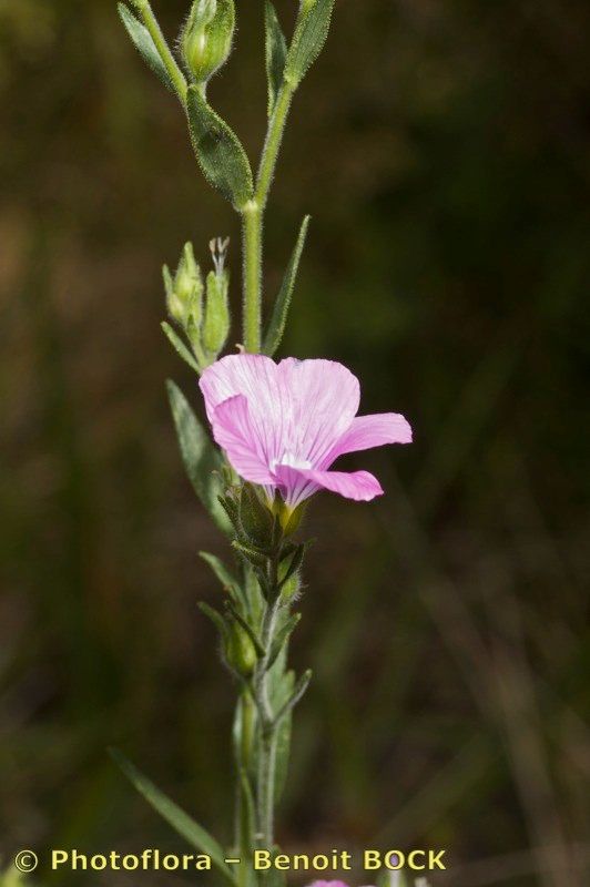 Taken Jul 15, 2011 by Photoflora - Benoit BOCK (©)