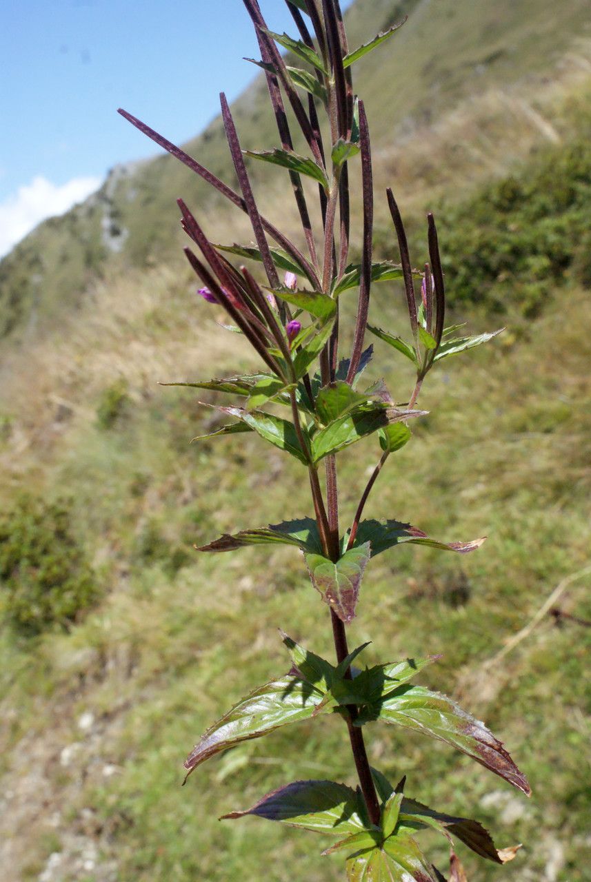 Taken Aug 21, 2014 by Tela Botanica − Liliane Roubaudi (cc-by-sa)