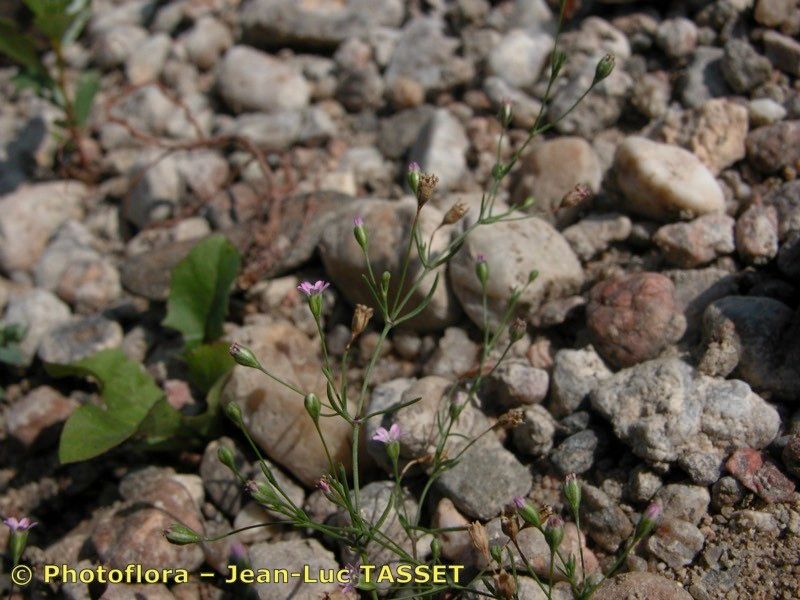 Taken Aug 15, 2003 by Photoflora - Jean-Luc TASSET (©)