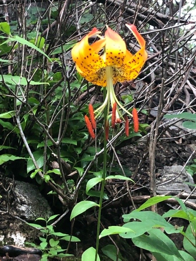 Lilium Michauxii Poir 世界の植物相 Pl Ntnet Identify