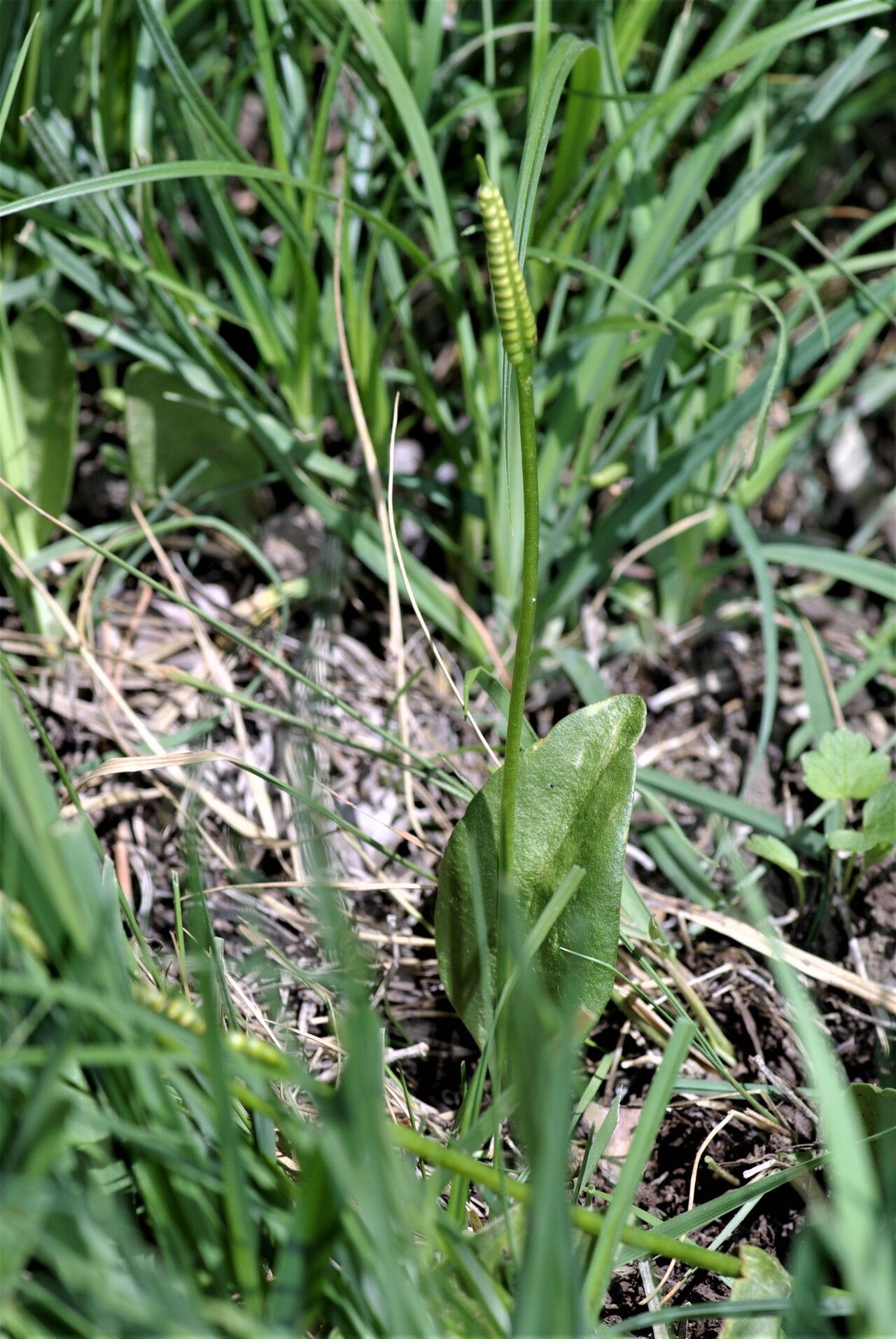 Adder's-tongue