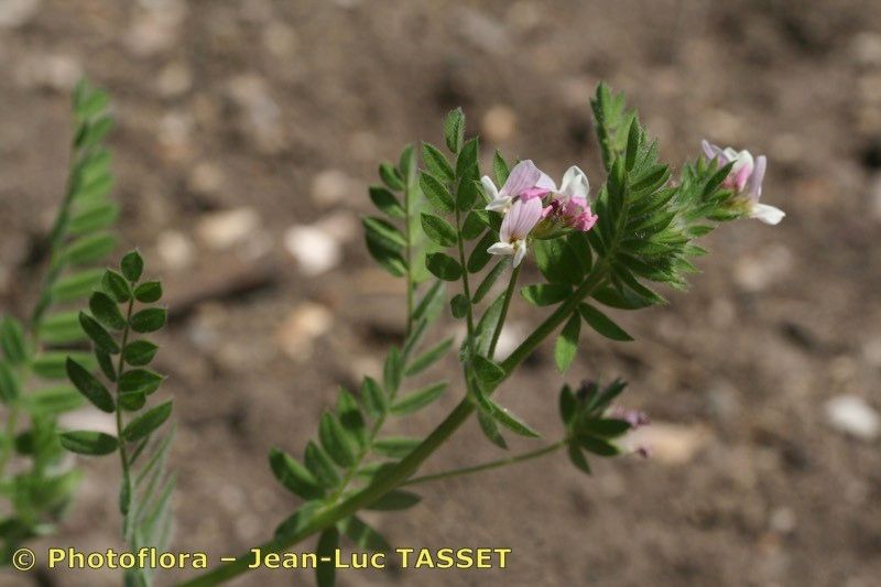 Taken Aug 15, 2006 by Photoflora - Jean-Luc TASSET (©)