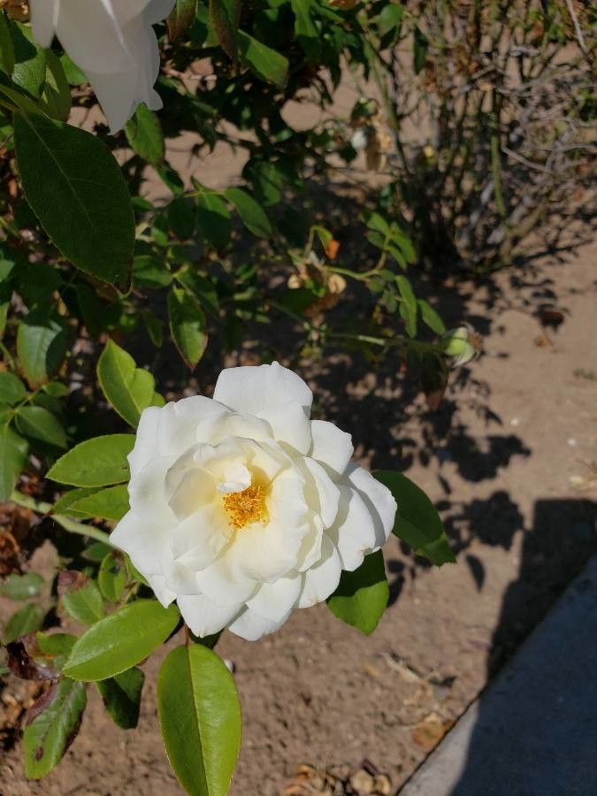 Observación: camelia blanca (pe mimi 5 de sep. de 2020) Plantas útiles -  Pl@ntNet identify