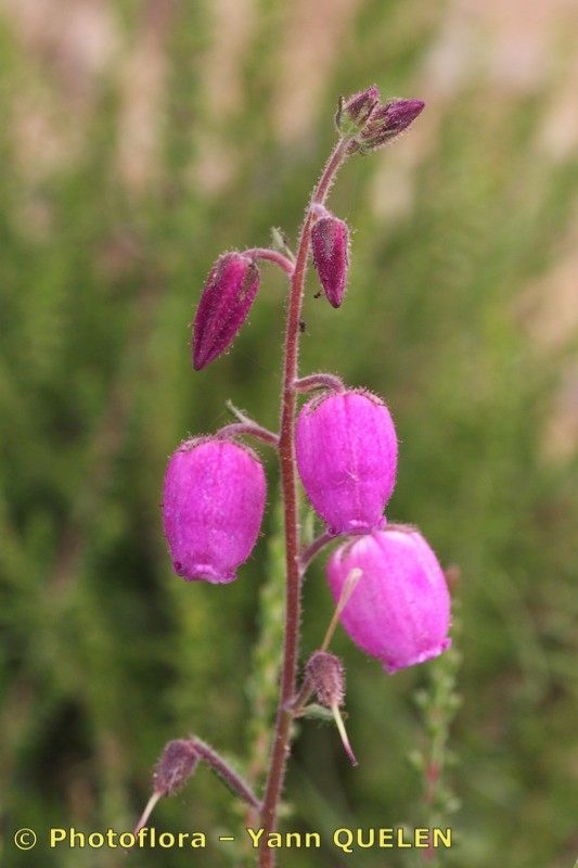 Taken Jul 15, 2010 by Photoflora - Yann QUELEN (©)