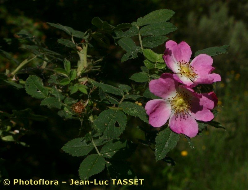 Taken Jul 15, 2004 by Photoflora - Jean-Luc TASSET (©)