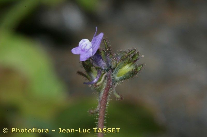 Taken Mar 15, 2010 by Photoflora - Jean-Luc TASSET (©)