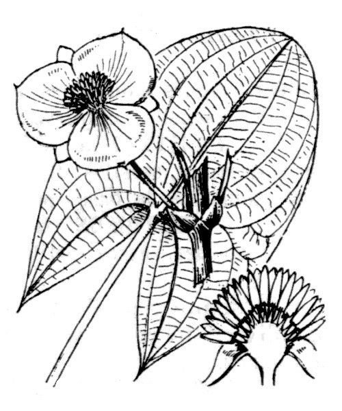 Plant Image 4