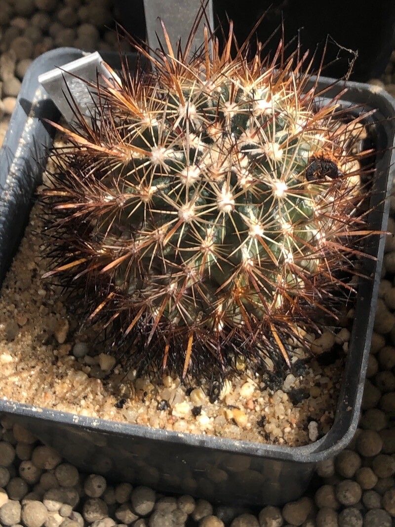 Sclerocactus scheeri (Salm-Dyck) N.P. Taylor, Scheer's fishhook cactus  (World flora) - Pl@ntNet identify