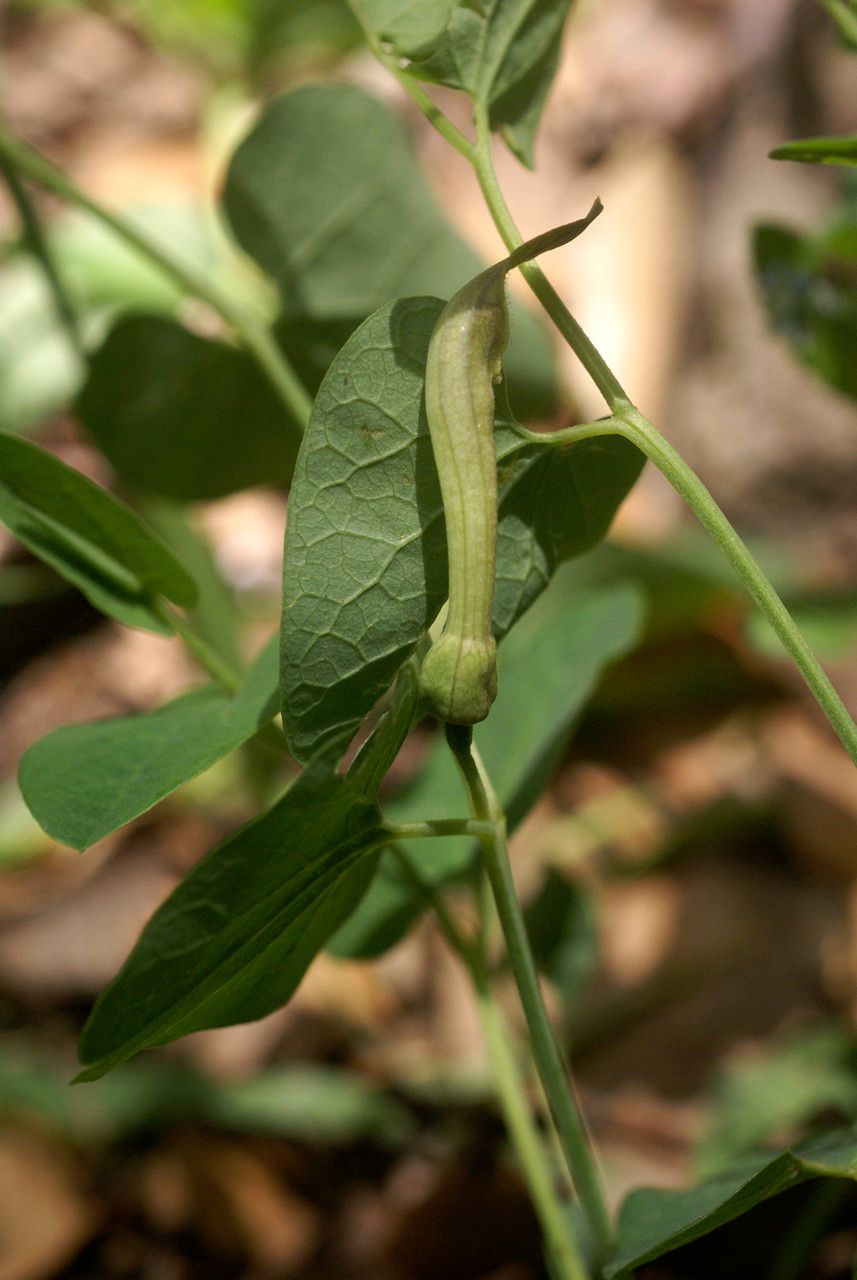 Taken Apr 27, 2010 by Tela Botanica − Liliane Roubaudi (cc-by-sa)