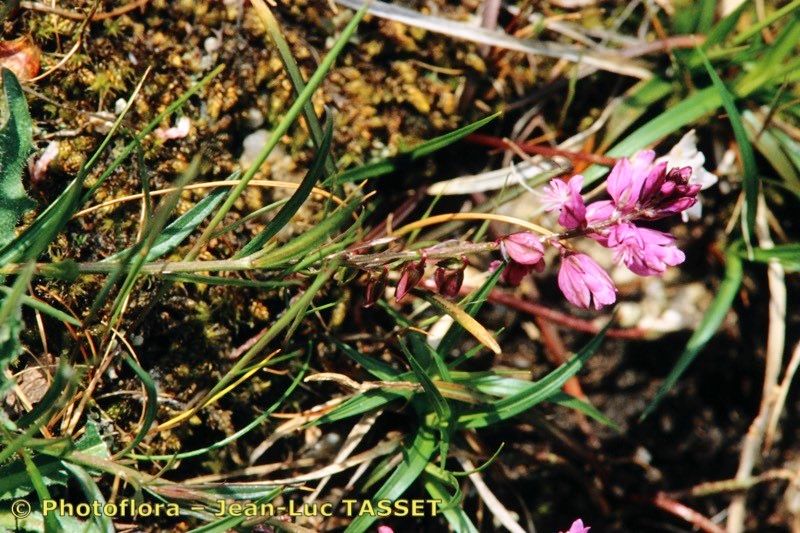 Taken May 15, 1995 by Photoflora - Jean-Luc TASSET (©)