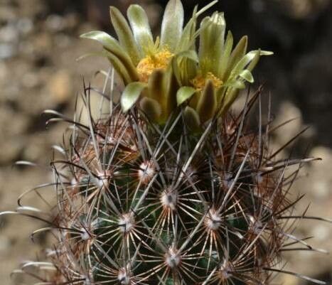 Sclerocactus scheeri (Salm-Dyck) N.P.Taylor, Scheer's fishhook cactus  (World flora) - Pl@ntNet identify