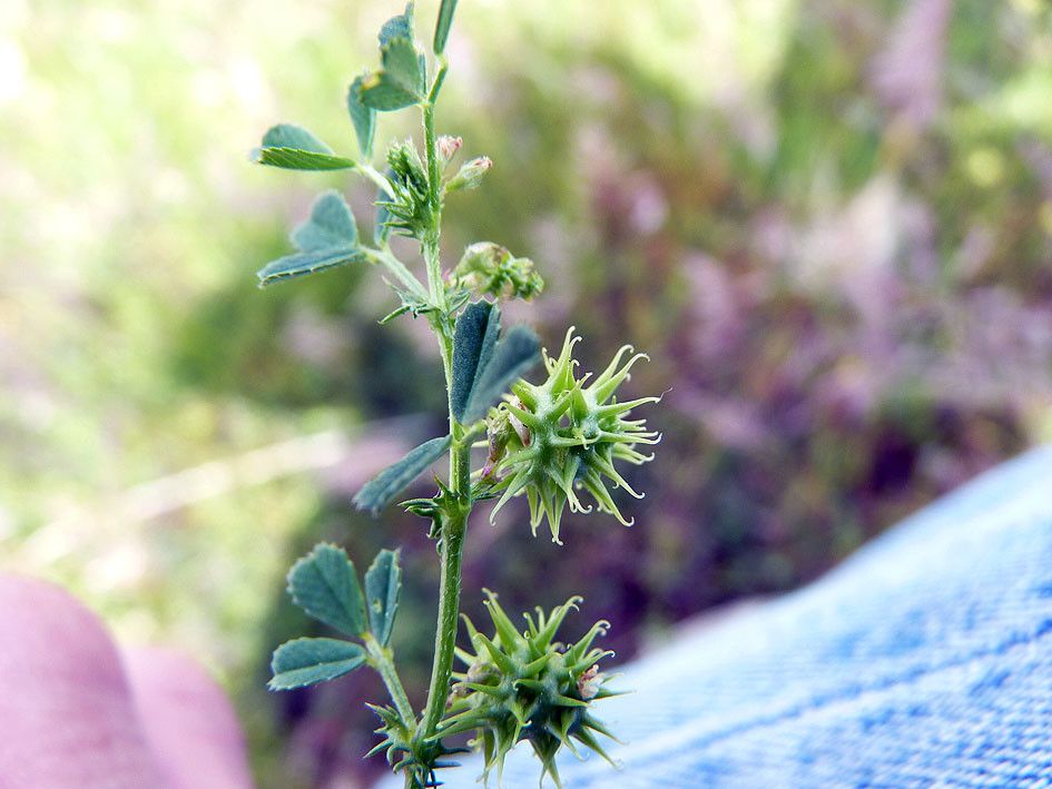 Taken Apr 22, 2013 by Tela Botanica − Emmanuel STRATMAINS (cc-by-sa)