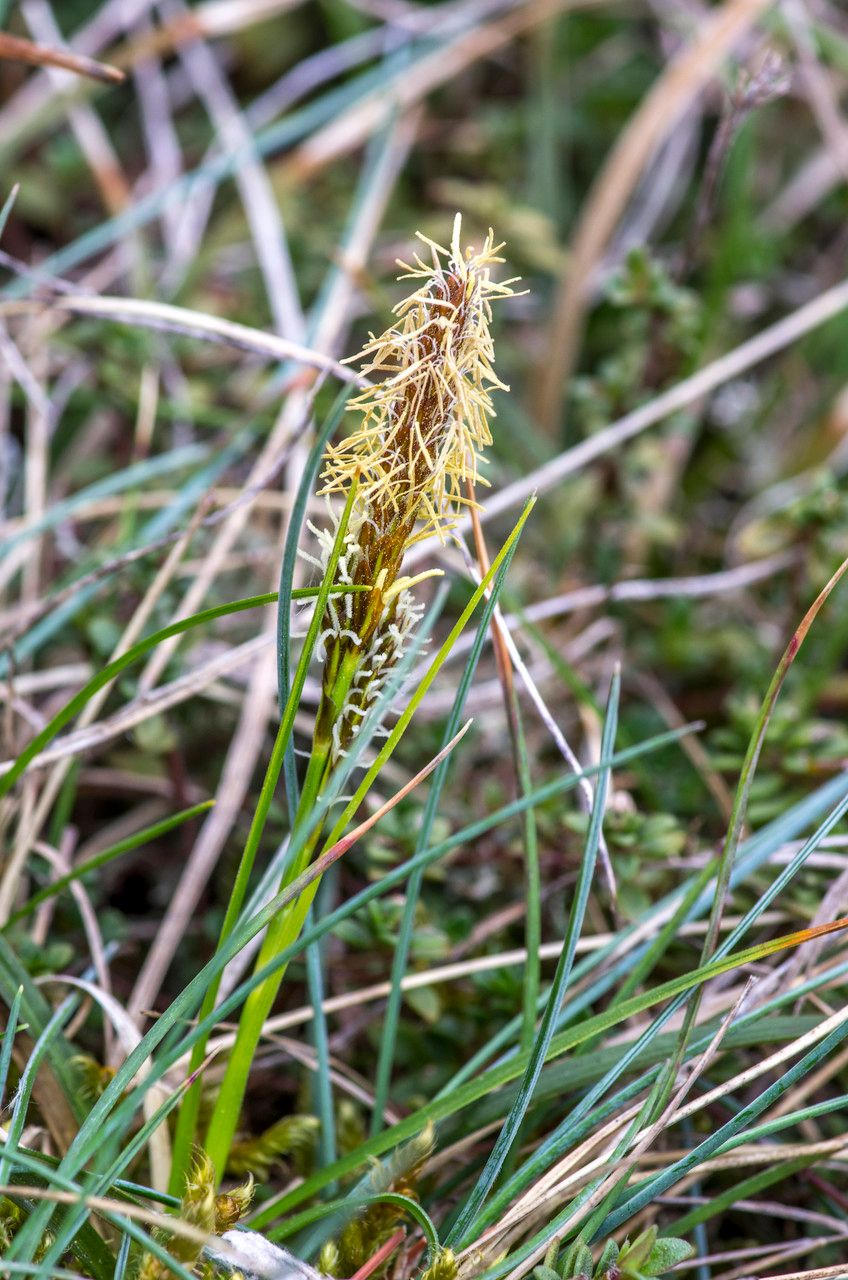 Taken Apr 18, 2014 by Tela Botanica − Jean-Jacques HOUDRÉ (cc-by-sa)