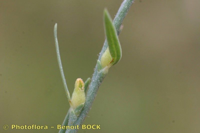 Taken Jul 15, 2006 by Photoflora - Benoit BOCK (©)