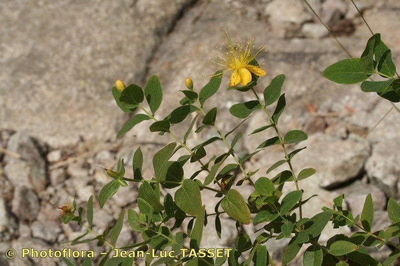 Taken Aug 15, 2007 by Photoflora - Jean-Luc TASSET (©)