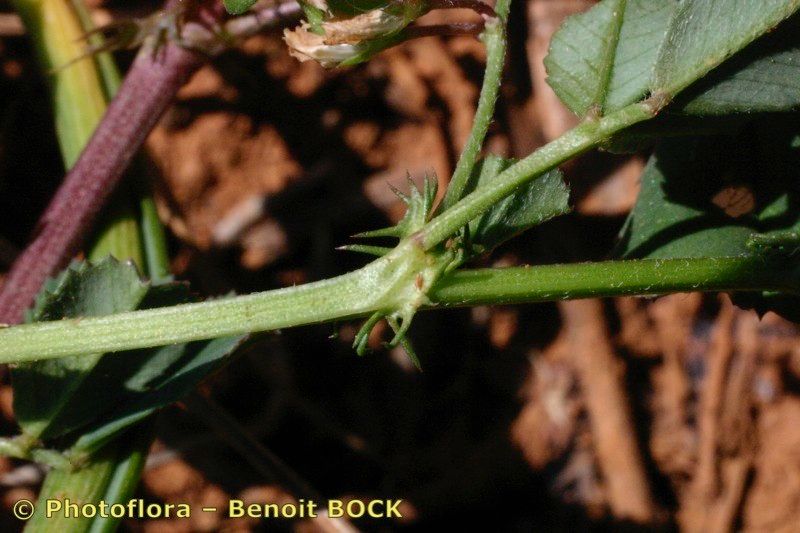 Taken Apr 15, 2004 by Photoflora - Benoit BOCK (©)