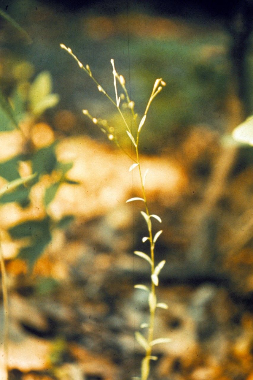 Taken Jan 1, 1900 by EOL − WVU Herbarium (cc-by-nc-sa)