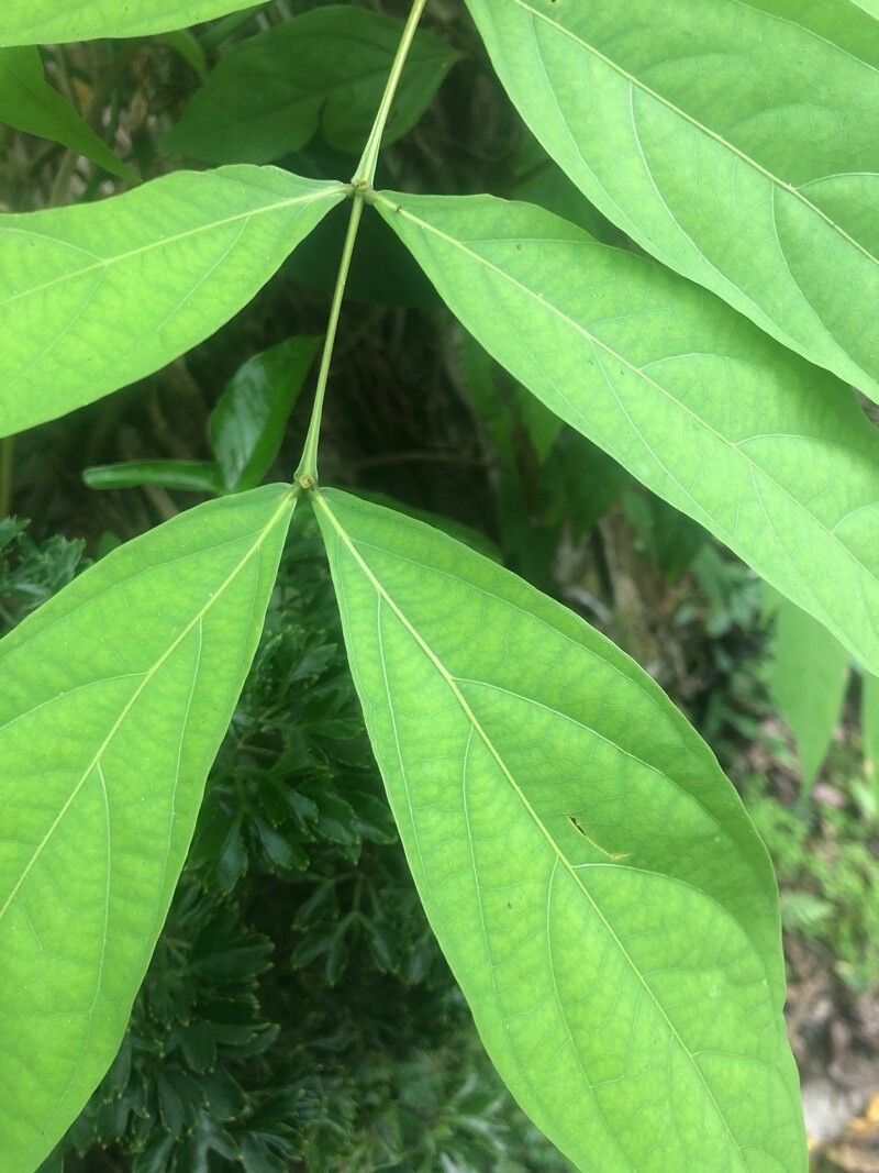 Observación: Inga laurina (Sw.) Willd. (Gutierrez Narvaez 11 de dic. de