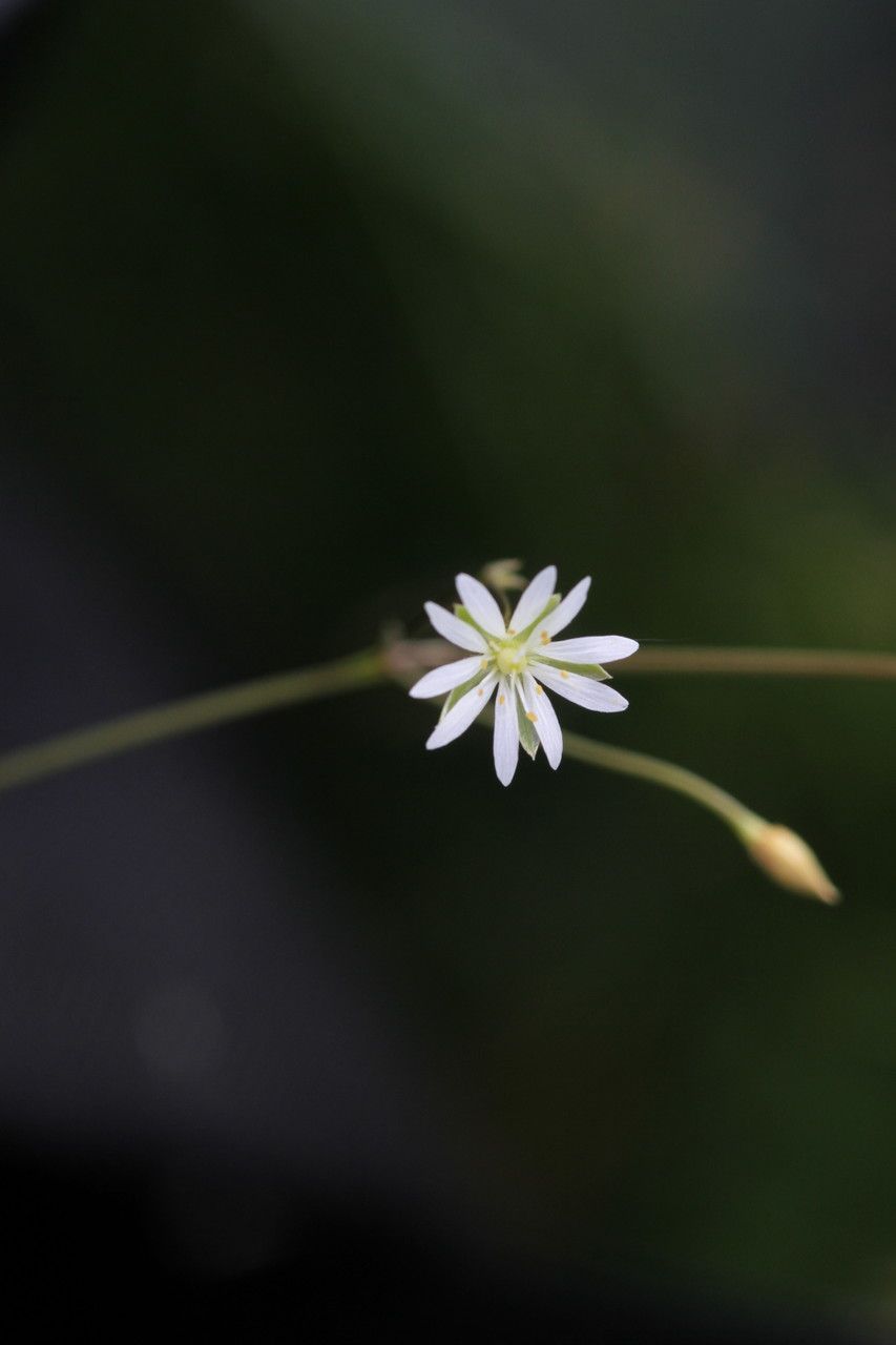 Stellaria Graminea L 禾葉繁縷 世界植物區系 Pl Ntnet Identify