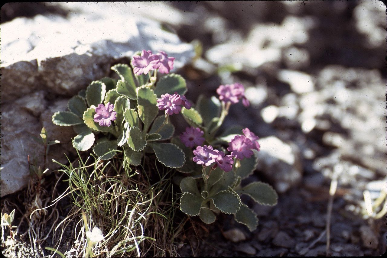 Taken Jul 1, 1994 by Tela Botanica − Liliane ROUBAUDI (cc-by-sa)