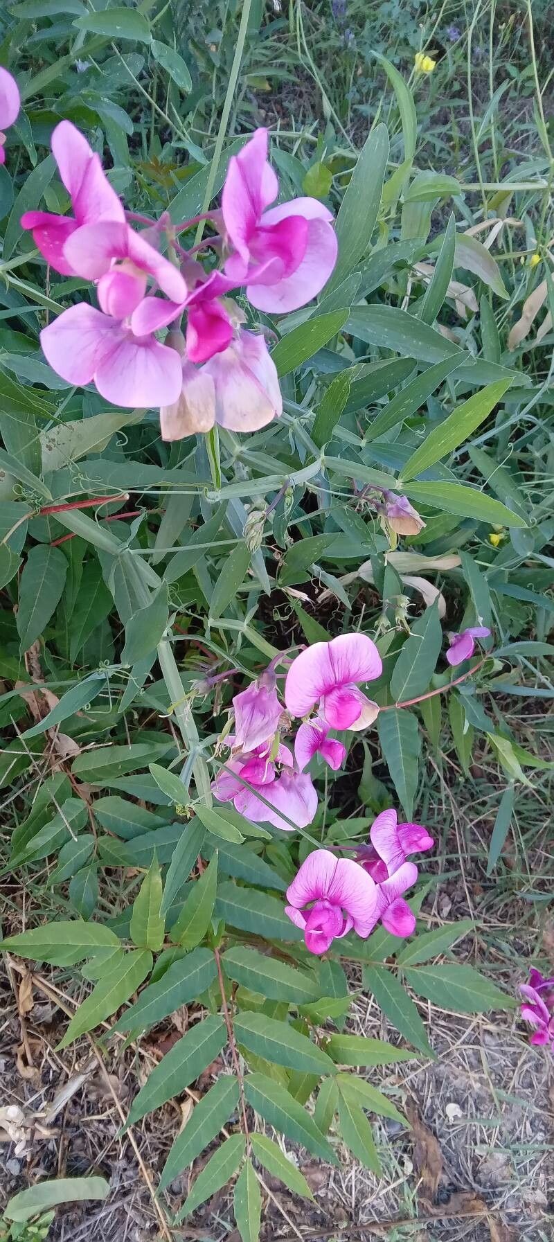 Everlasting-pea