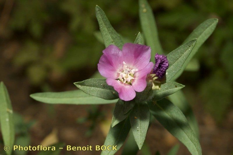 Taken Jul 15, 2009 by Photoflora - Benoit BOCK (©)