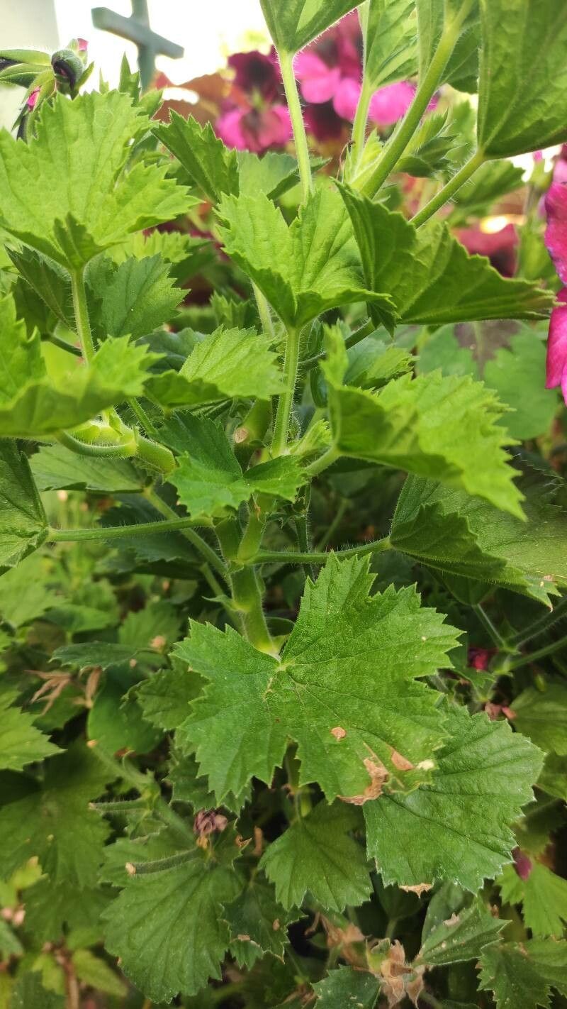 Pelargonium grandiflorum Willd., Geranio (Flora mundial) - Pl@ntNet identify