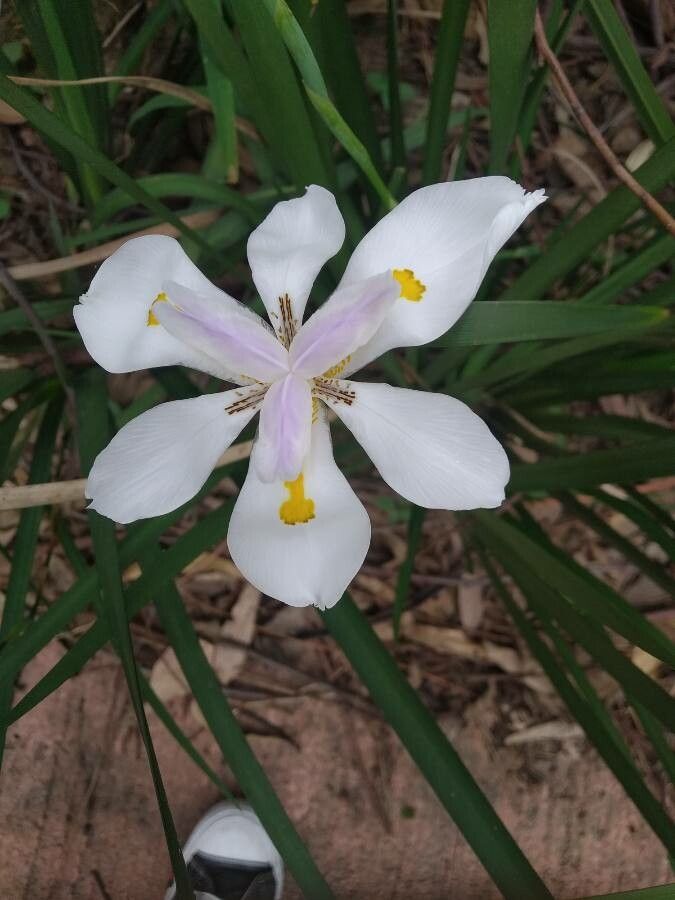 Dietes iridioides (L.) Sweet ex Klatt, Lirio Persa (Flora mundial) -  Pl@ntNet identify