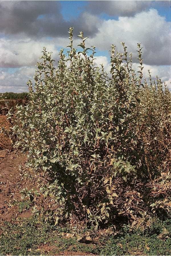 Taken Jan 1, 1900 by EOL − ND State Soil Conservation Committee. USDA NRCS ND State Office. United States, ND. (public)