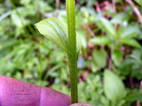 Taken Apr 26, 2015 by Tela Botanica − Emmanuel STRATMAINS (cc-by-sa)