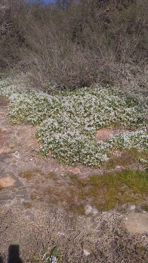 観察 Clematis Flammula L Lilly 21年3月30日 雑草 Pl Ntnet Identify