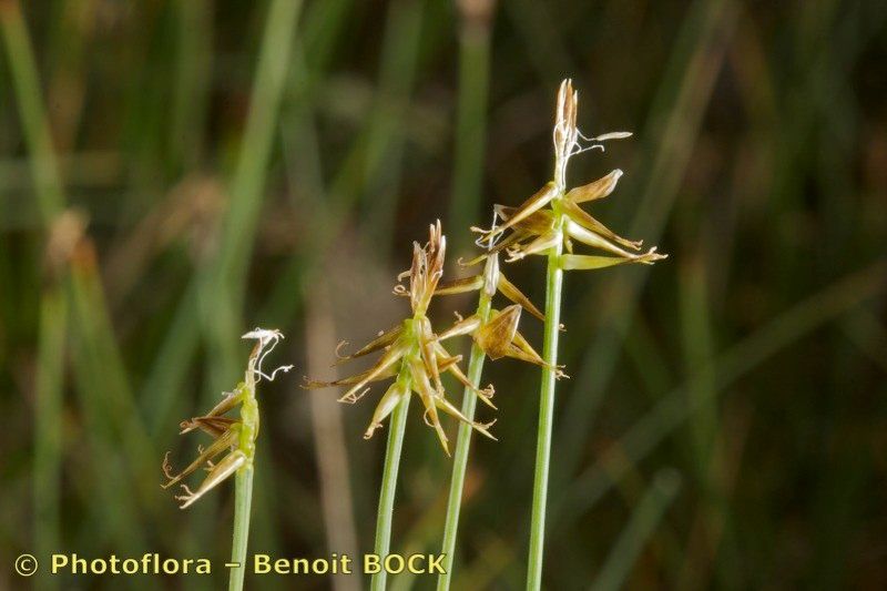 Taken Jul 15, 2009 by Photoflora - Benoit BOCK (©)