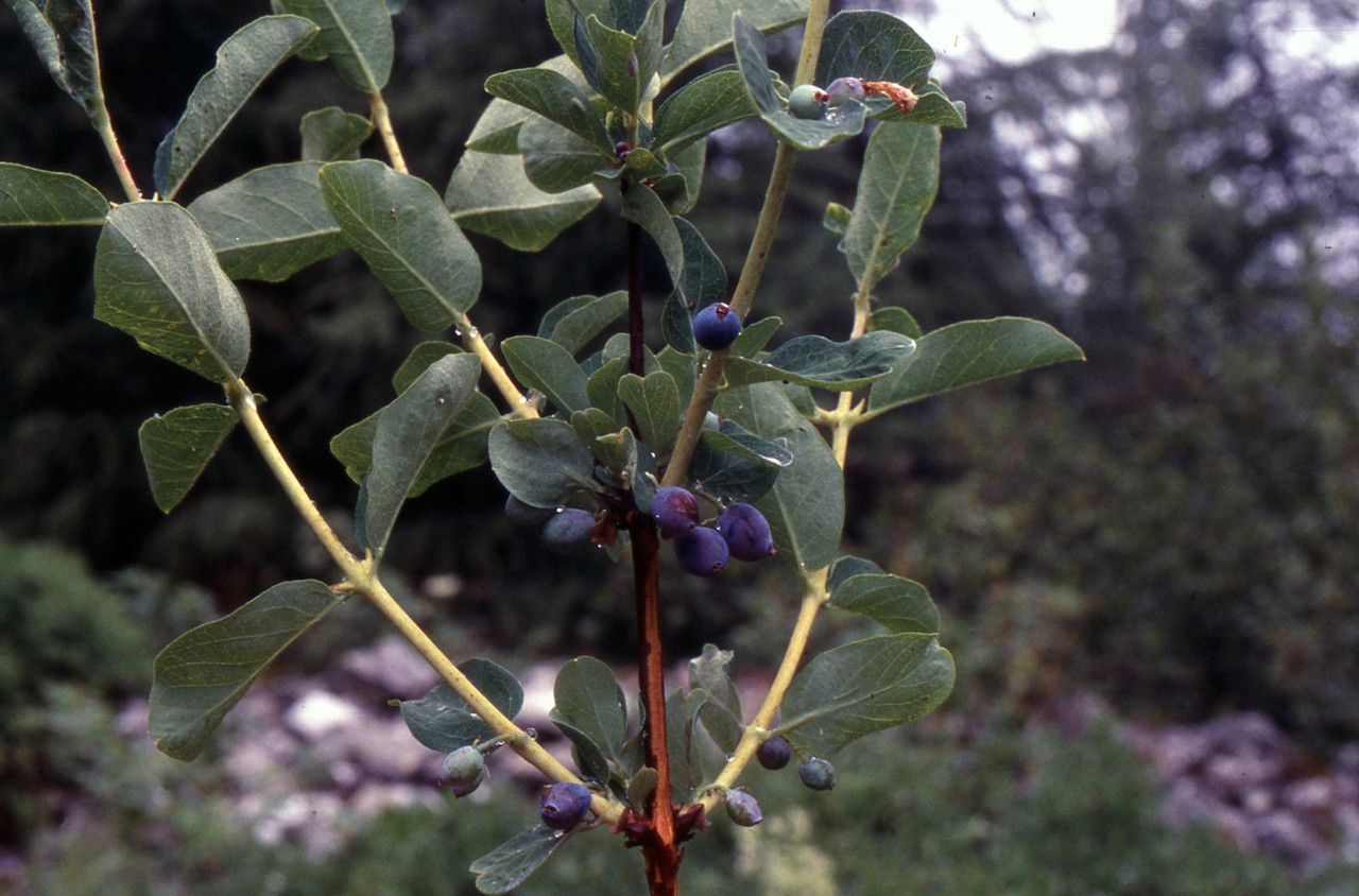 Taken Jul 9, 2001 by Tela Botanica − Liliane Roubaudi (cc-by-sa)