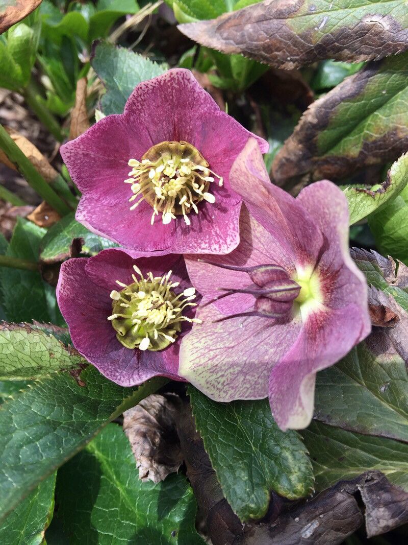 Helleborus orientalis deals