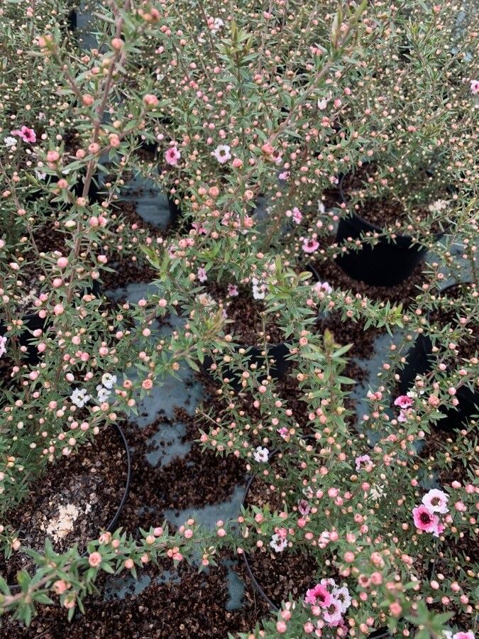 Observation: Leptospermum scoparium J.R.Forst. & G.Forst. (Quentin ...