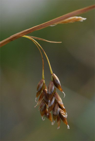 Taken Aug 22, 2007 by Tela Botanica − Pascal AMBLARD (cc-by-sa)