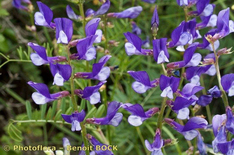 Taken Aug 15, 2012 by Photoflora - Benoit BOCK (©)