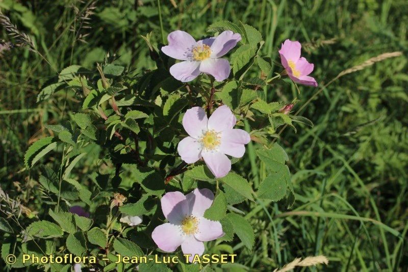 Taken Jul 15, 2018 by Photoflora - Jean-Luc TASSET (©)