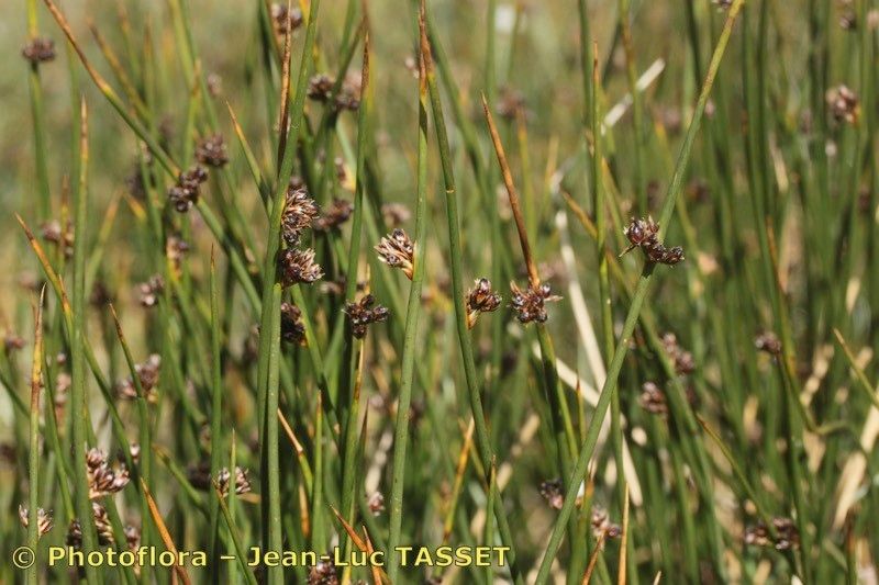 Taken Aug 15, 2013 by Photoflora - Jean-Luc TASSET (©)