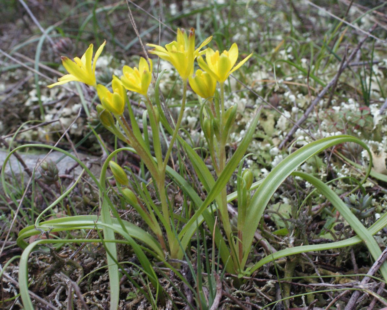 Taken Feb 11, 2017 by Tela Botanica − Liliane ROUBAUDI (cc-by-sa)