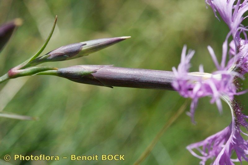 Taken Jul 15, 2009 by Photoflora - Benoit BOCK (©)