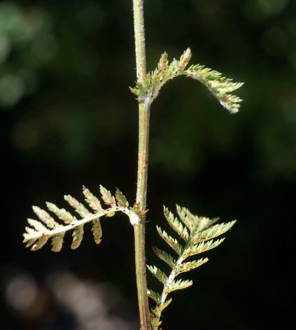 Taken May 30, 2011 by Tela Botanica − Liliane Roubaudi (cc-by-sa)