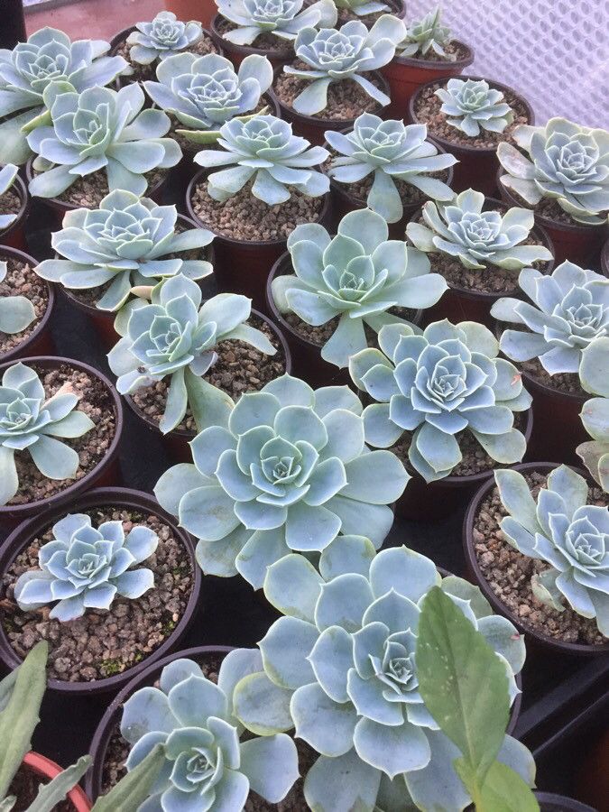 Observation: Echeveria elegans Rose (richard ranson Nov 16, 2020) World ...