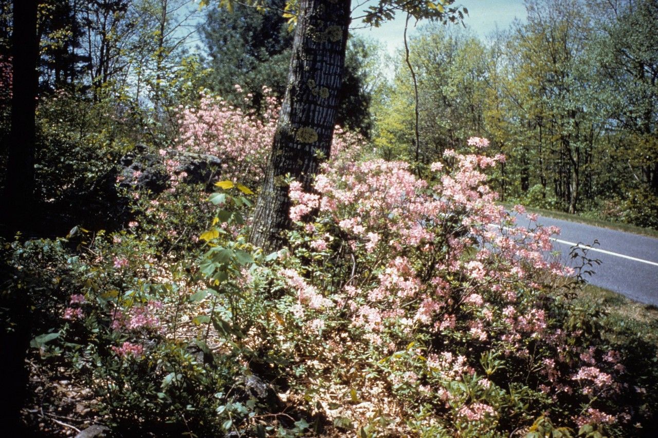 Taken Jan 1, 1900 by EOL − WVU Herbarium (cc-by-nc-sa)