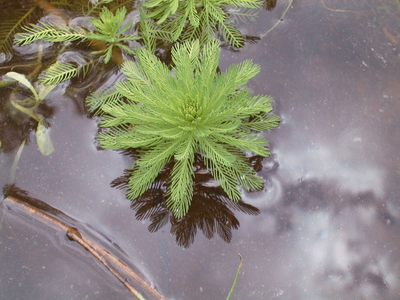 Taken Jan 1, 1800 by Tela Botanica − Gaël GICQUIAUD (cc-by-sa)