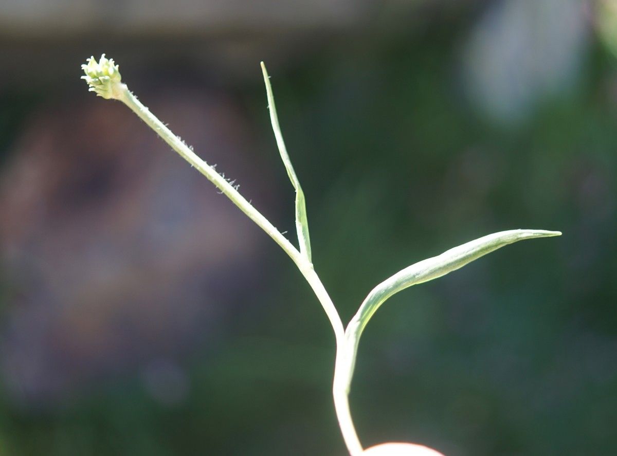 Taken Jul 11, 2019 by Tela Botanica − Liliane Roubaudi (cc-by-sa)