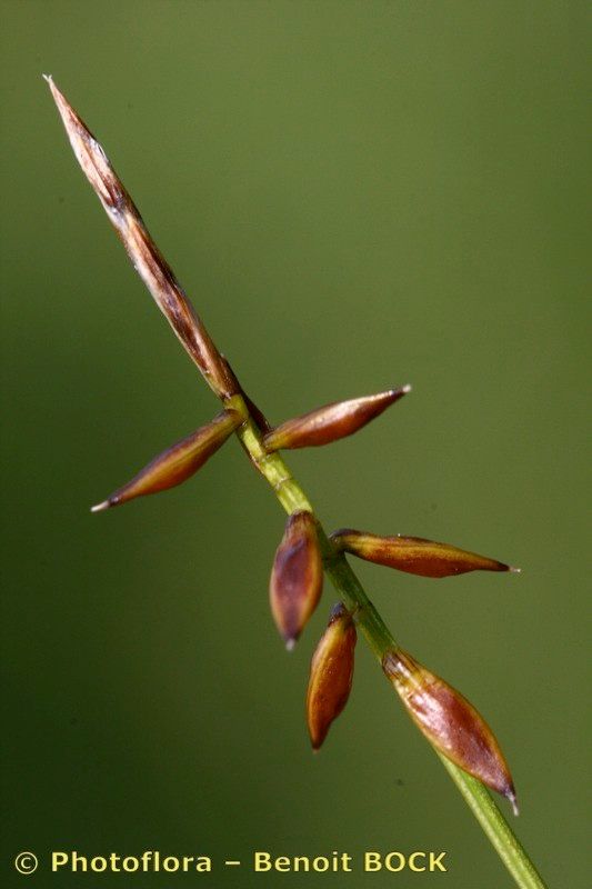 Taken Jul 15, 2007 by Photoflora - Benoit BOCK (©)