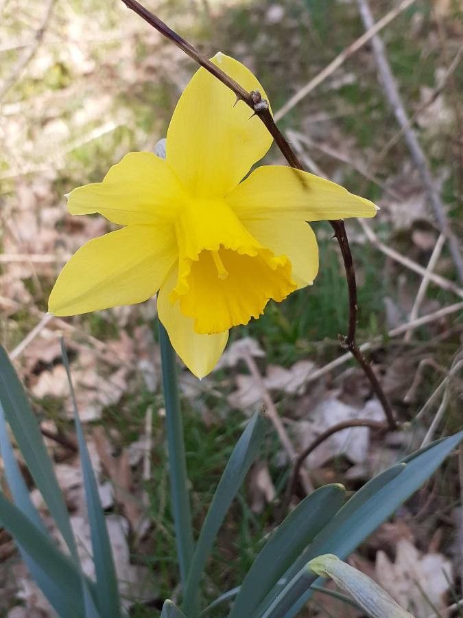 Narcissus X Incomparabilis Mill Nonesuch Daffodil Useful Plants Pl Ntnet Identify